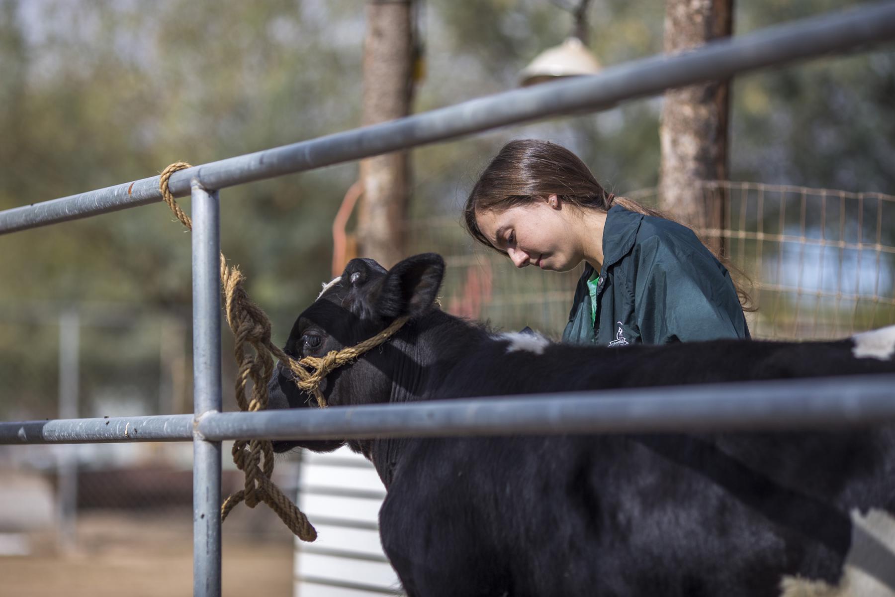 teen girl looks down at dairy calf tied to fence.