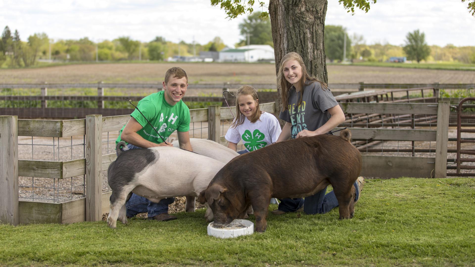 three young people kneel next to three show pigs as they eat.
