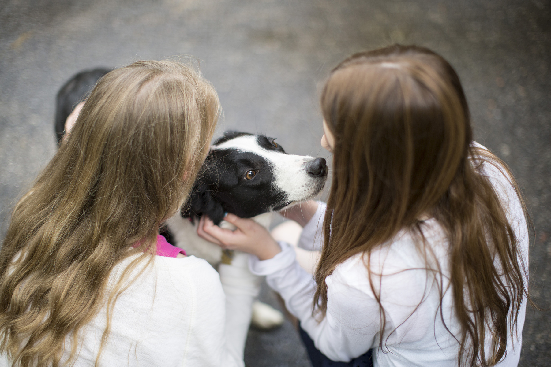 two girls pet black and white dog as the dog sniffs one girls face.