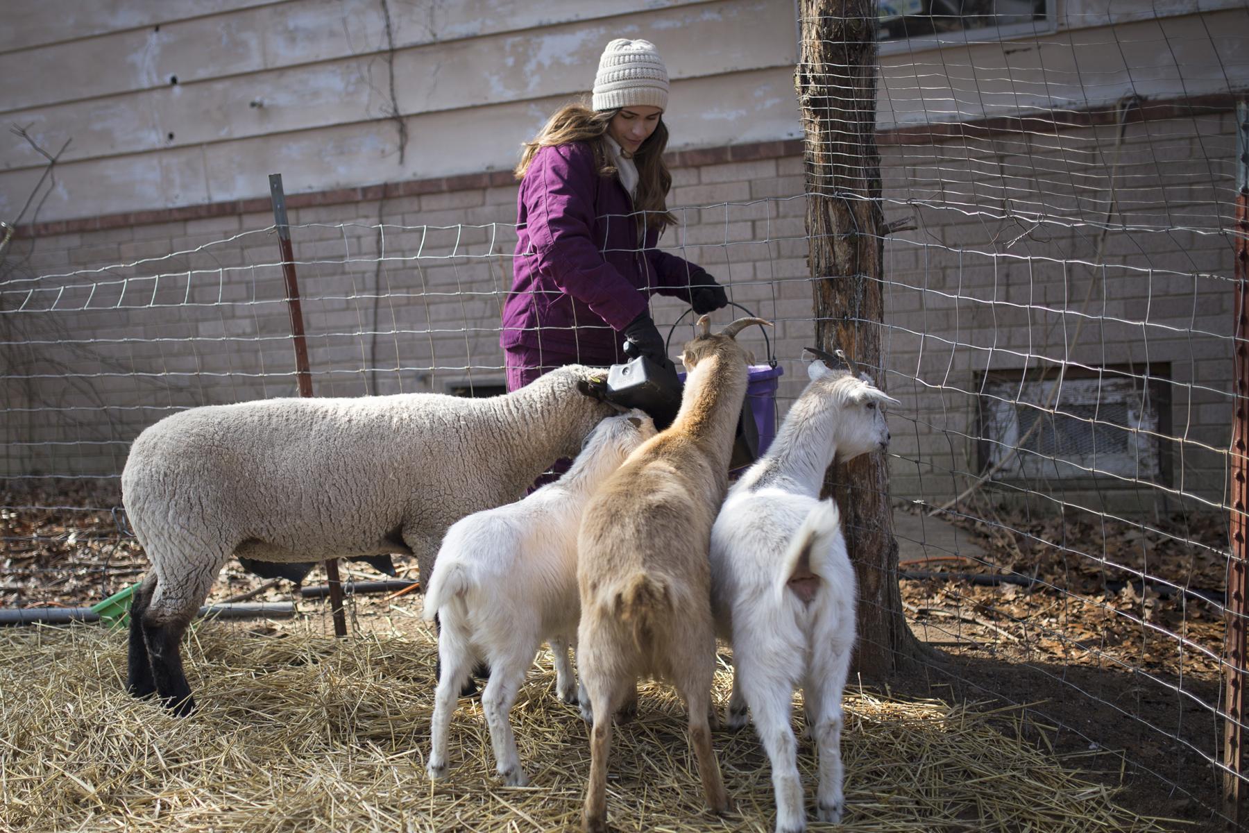 teen girl wearing coat and hat feed sheep and goats in barnyard.