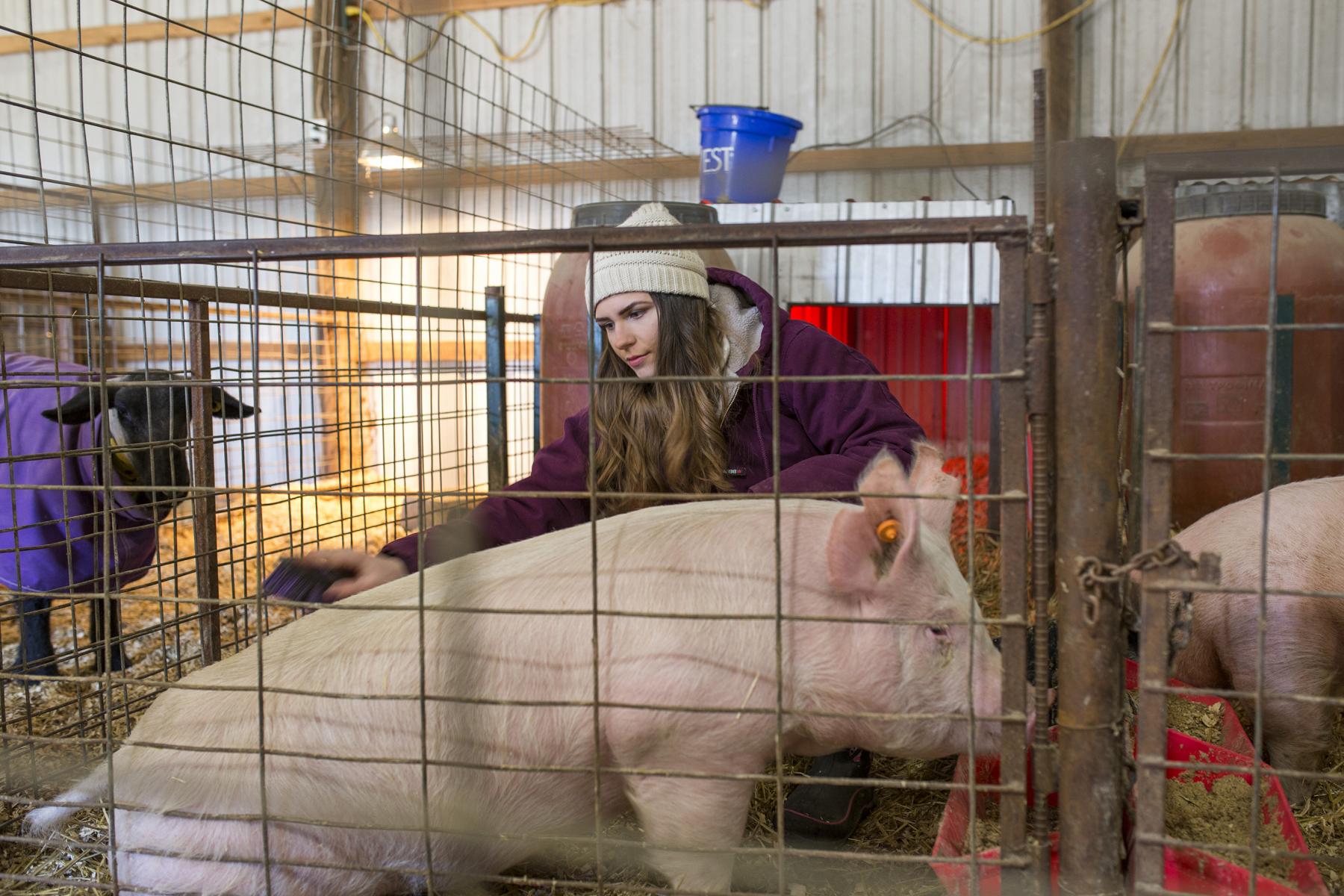 teen girl bends down to brush hog.