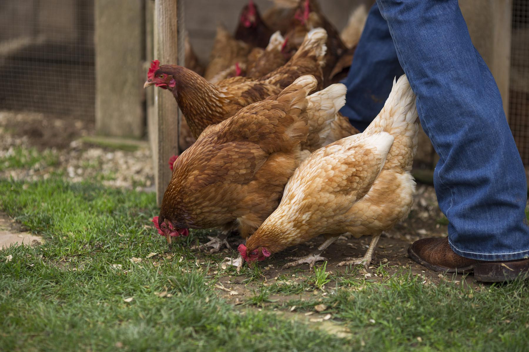 chickens peck at the ground next to a person's boot.