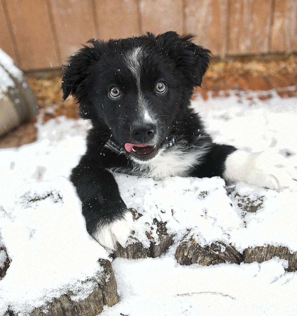 a puppy playing in the snow