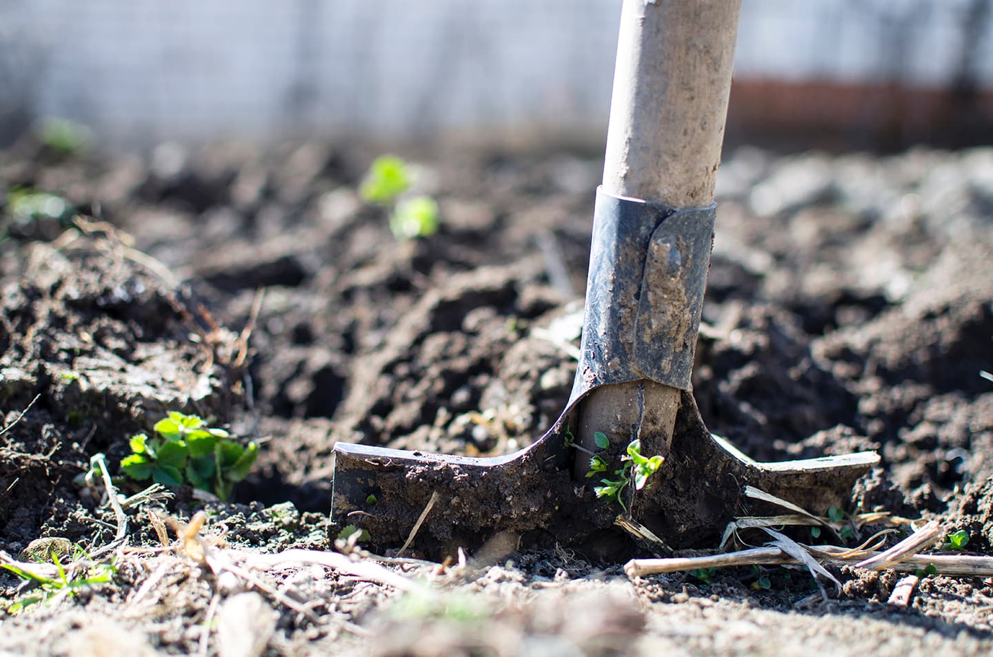 Plant science shovel