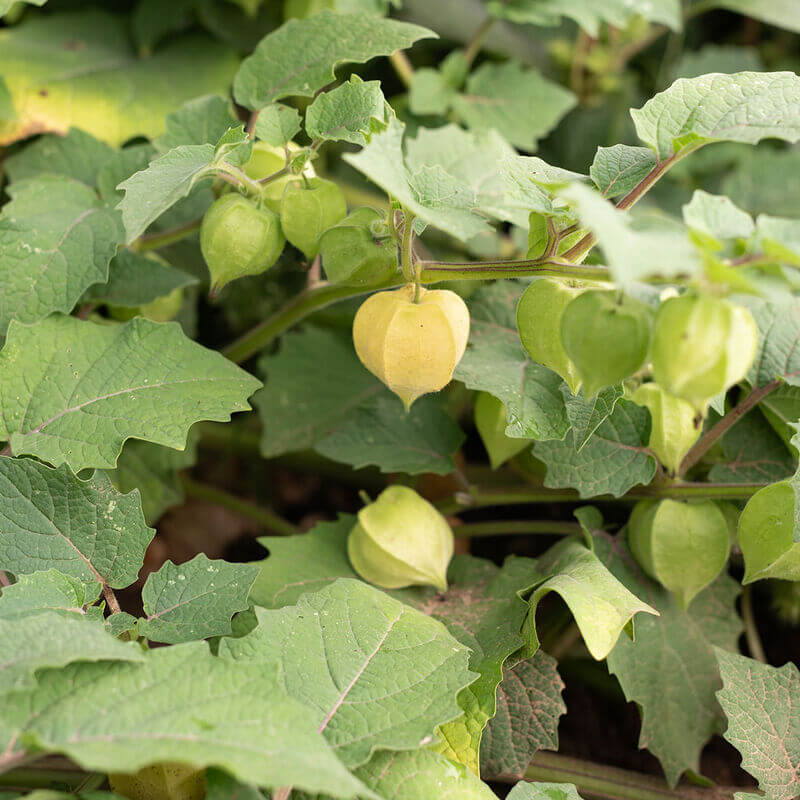 Photo of Golden Husk Cherry.