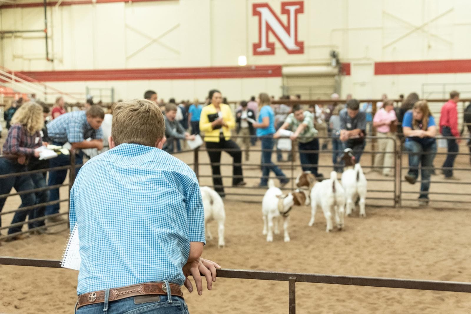 Youth showing goats for livestock judging