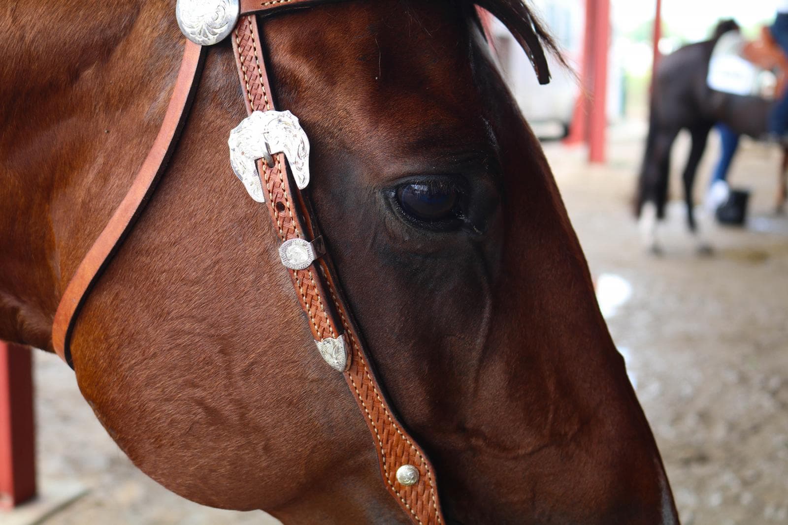 Youth showing horse advancement levels