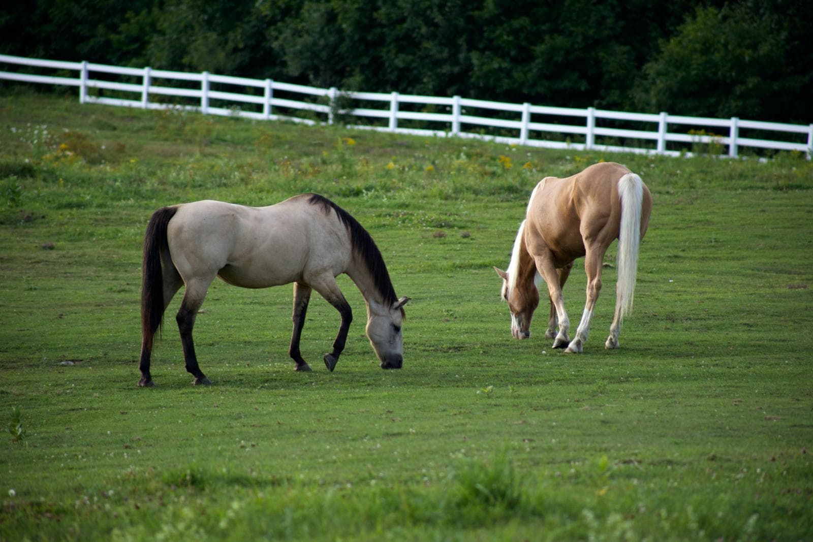 Horses in a field