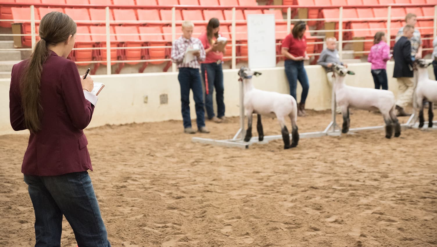 Youth showing sheep PASE