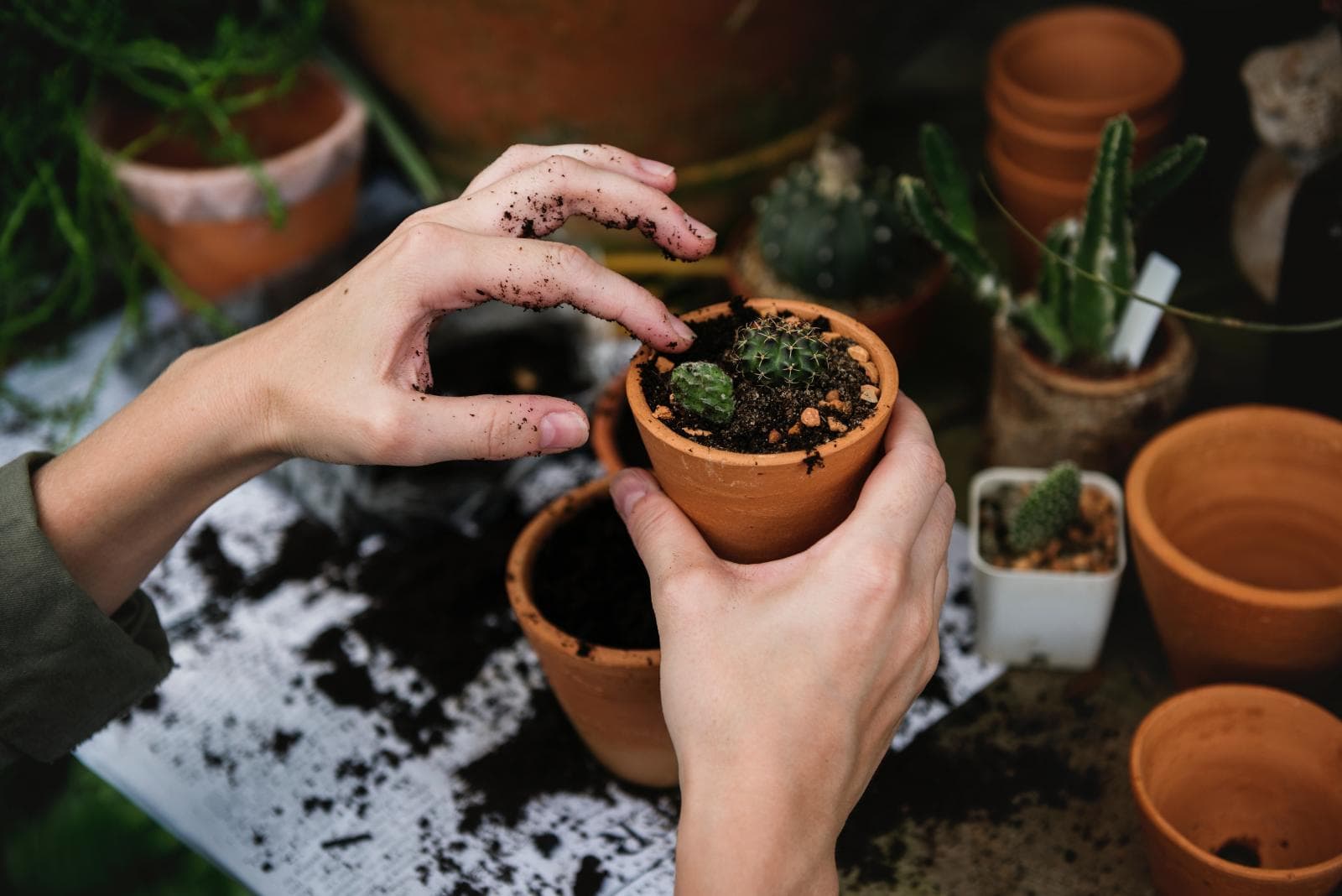 Youth planting