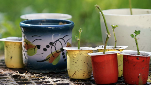 Small sprouts in colorful cups and pots set outdoors on soil, with green grass in the background.