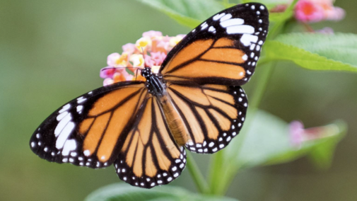 Monarch butterfly with orange and black wings perched on pink flowers.
