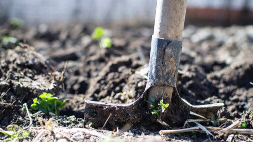 Plant science shovel