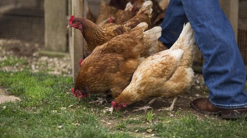 Poultry livestock program