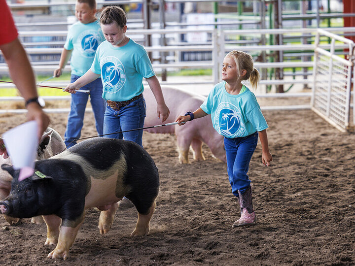 A small girl leads her black and pink pig around the ring. 