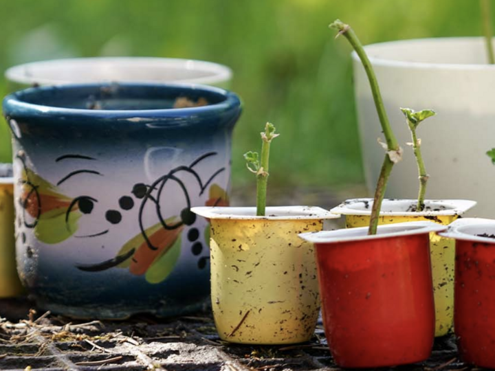 Small sprouts in colorful cups and pots set outdoors on soil, with green grass in the background.