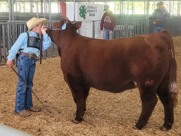 Youth participant in Beef project.