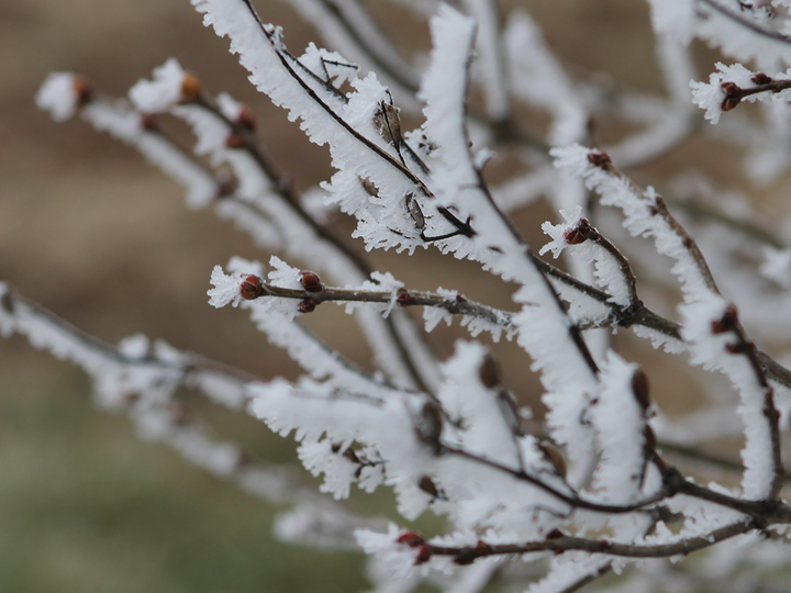 Frost on branch.