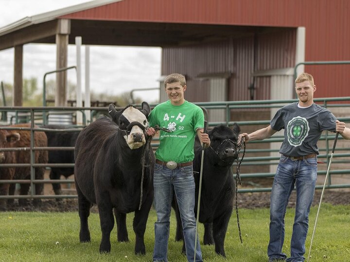 Youth working with cattle for a county fair