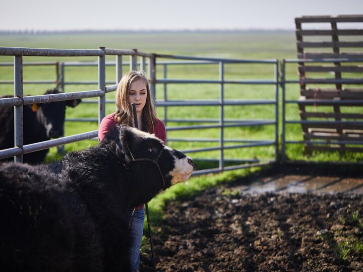 Youth working with cattle for a fed steer challenge