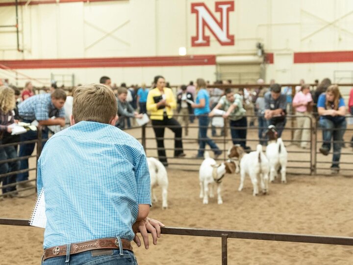 Youth showing goats for livestock judging