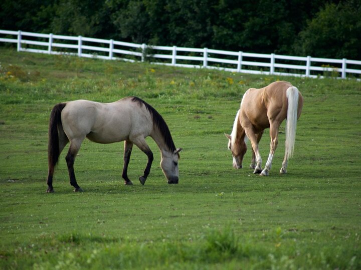 Horses in a field