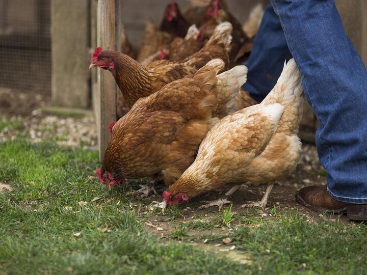 Poultry livestock program