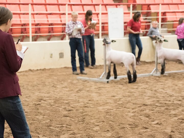 Youth showing sheep PASE