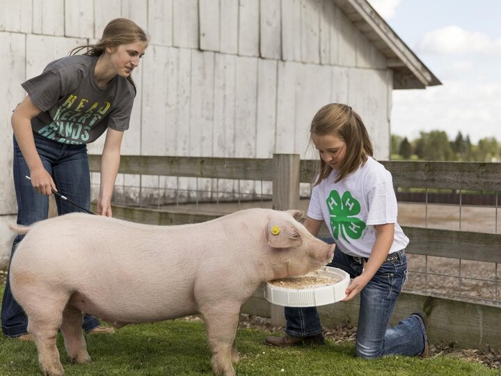 Youth working with swine