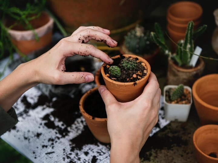 Youth planting