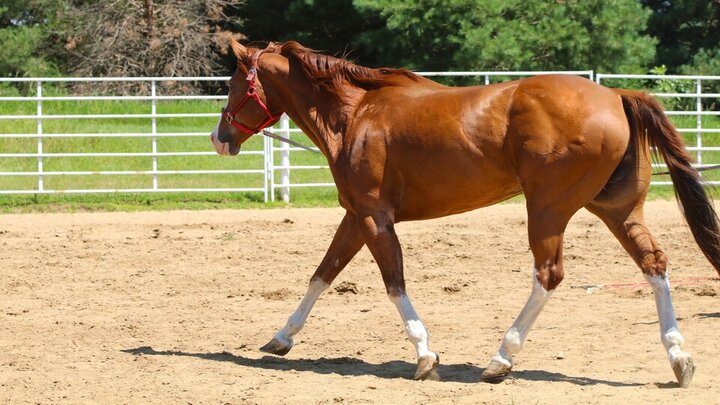 An adult horse crosses its pen