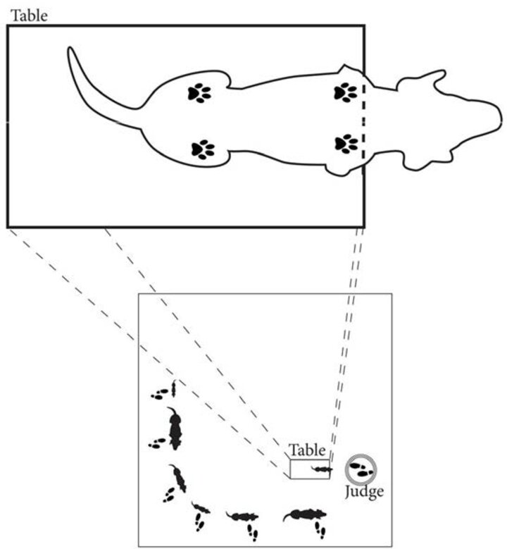 Dog show stacking ring diagram