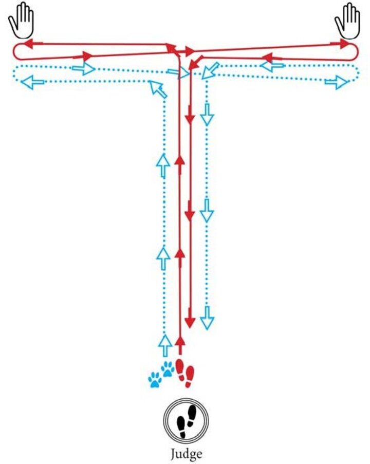 Graphic of a T Pattern