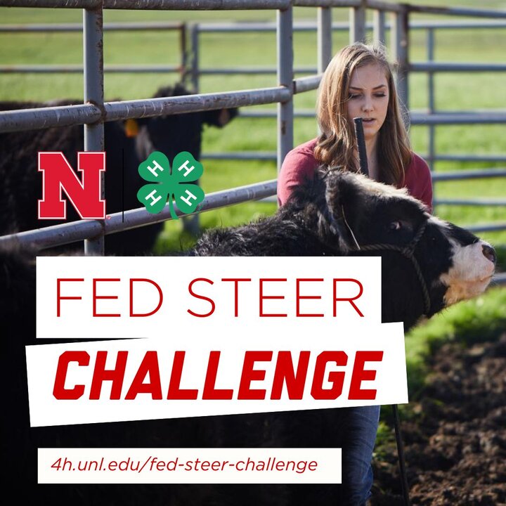 Fed Steer Challenge