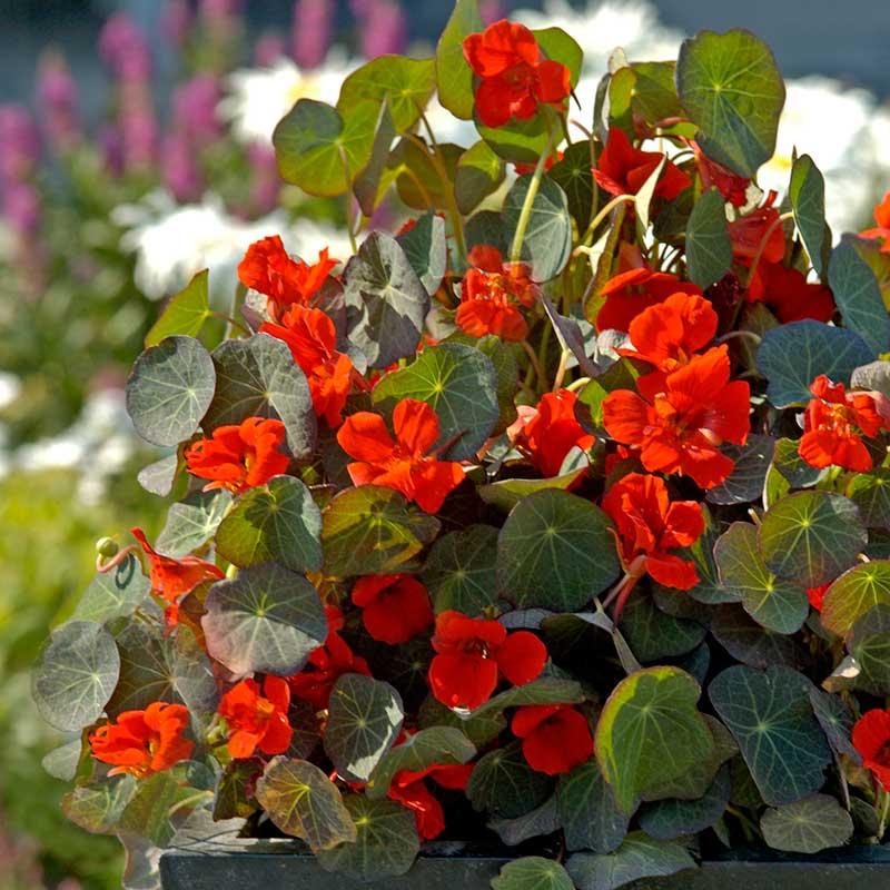 The 2024 Special Gardening project is focused on the Princess of India Nasturtium.