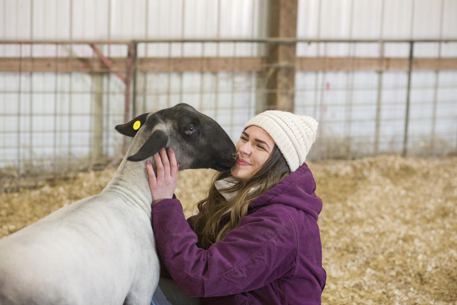 teen girl laughs as her show lamb sniffs her face