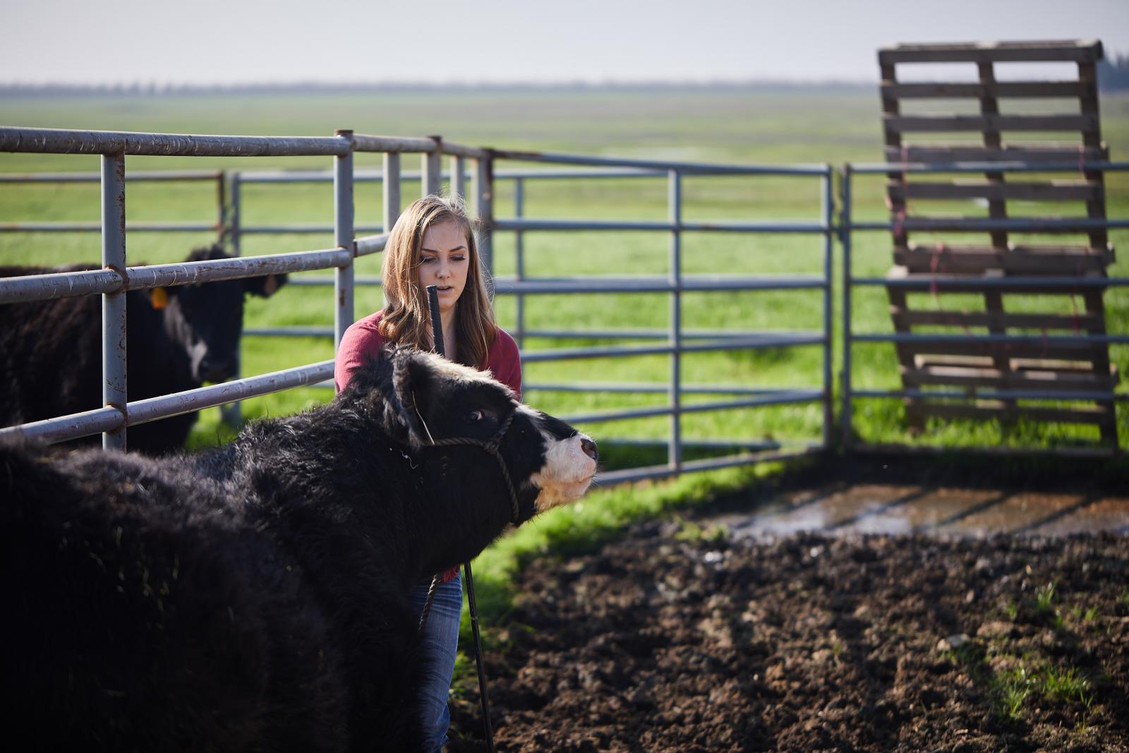 teen girl leads black baldy calf around muddy arena