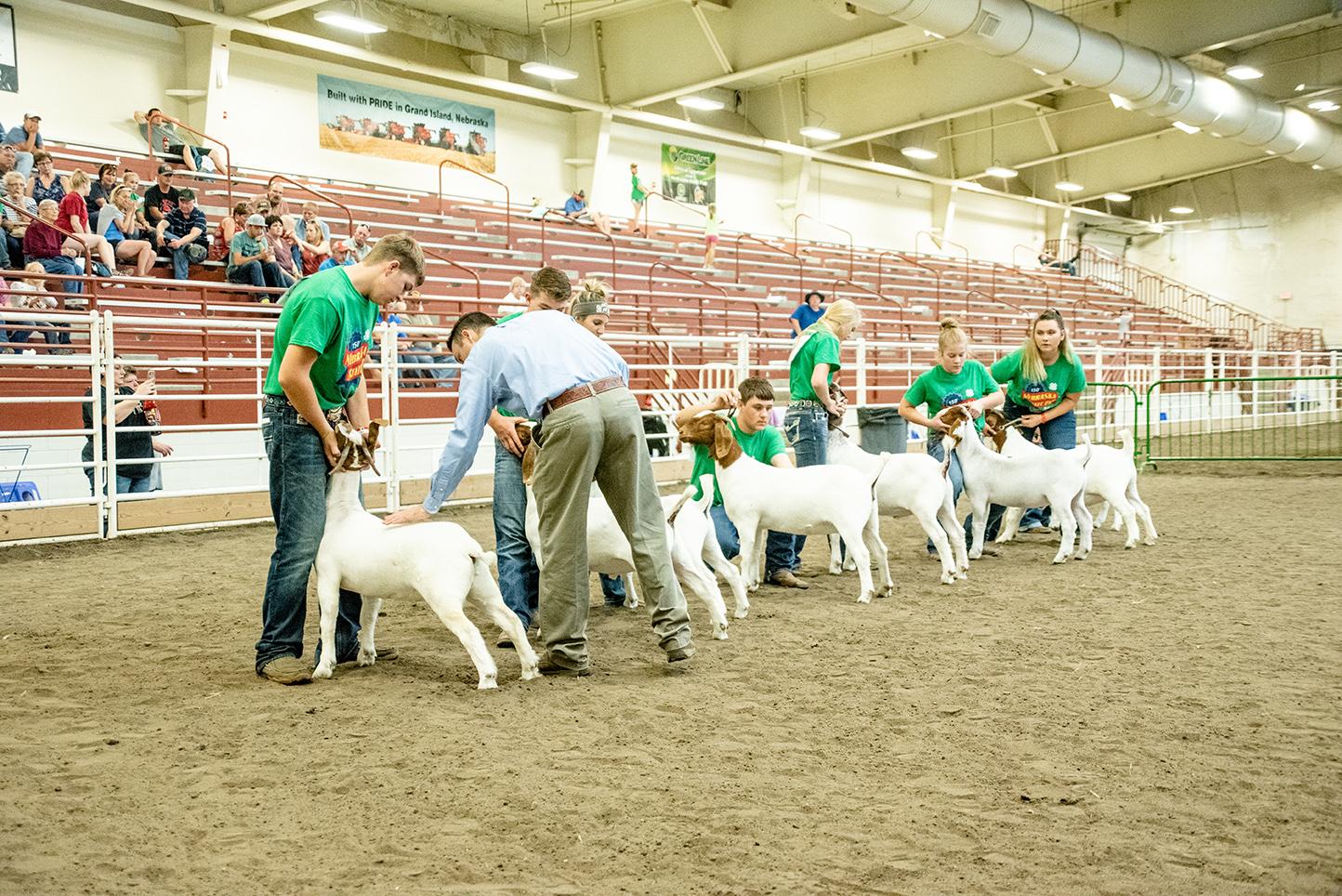4-H members show meat goats at the Nebraska State Fair