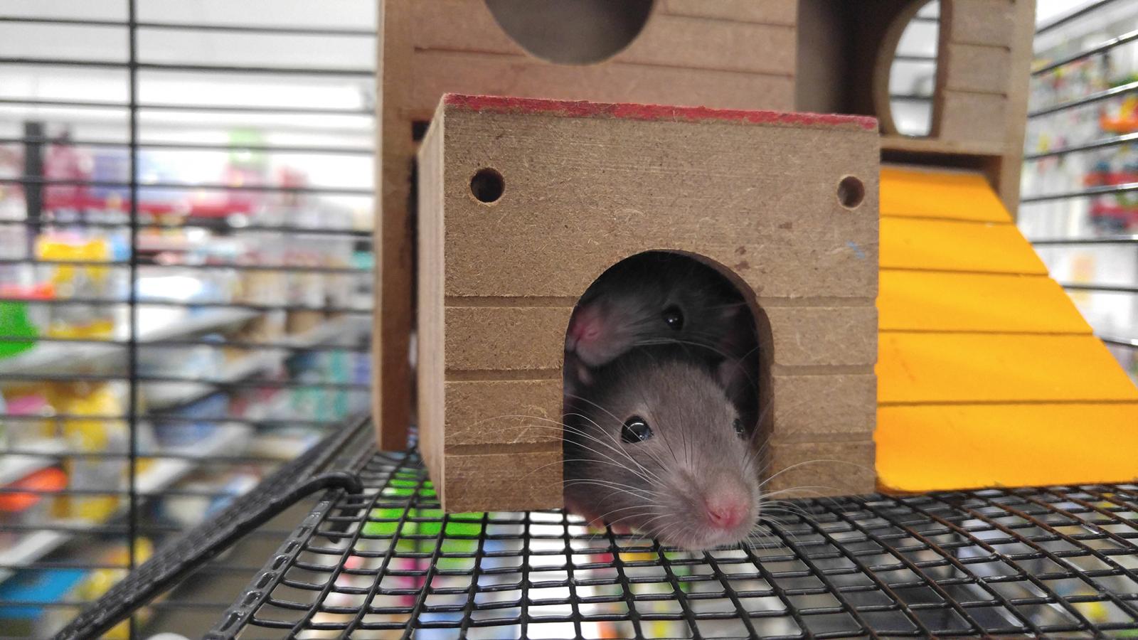 mice peeking out of toy house