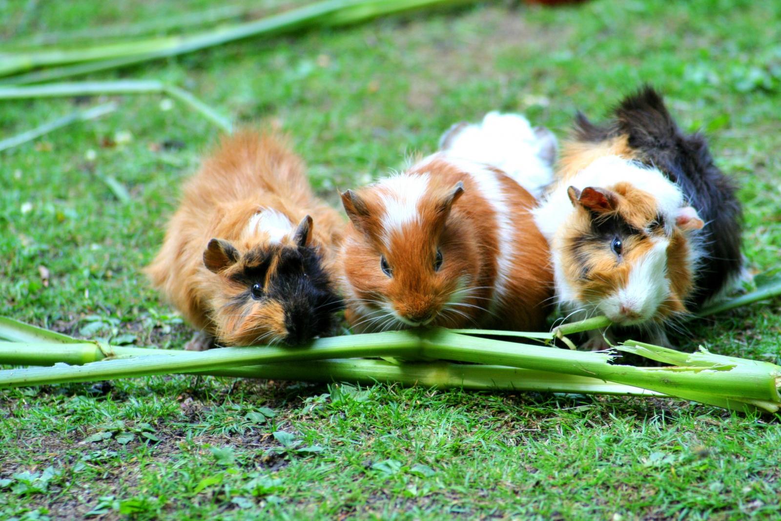 three guinea pigs chewing on green vegetables